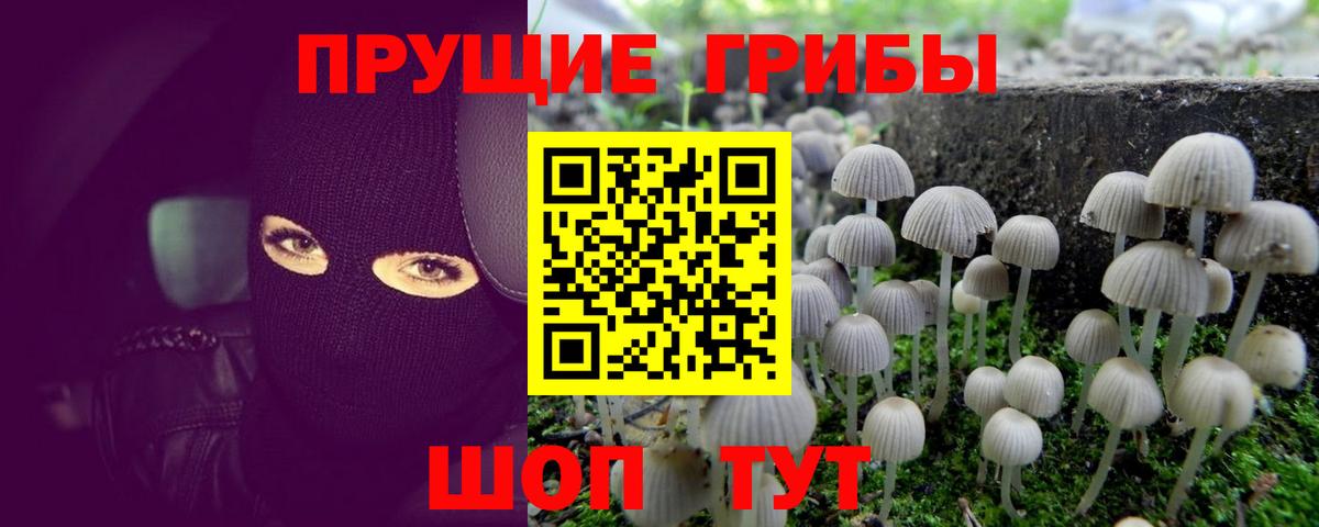 Галлюциногенные грибы Cubensis Боровичи